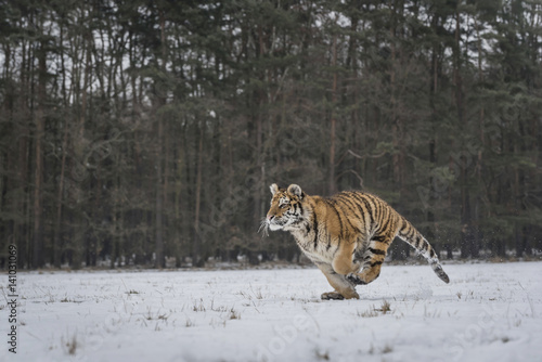 Young Siberian tiger hunting in snow