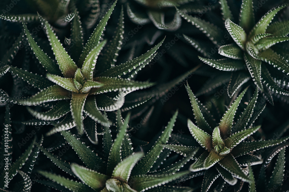 Haworthia fasciata. Succulents close-up. Cactus. Haworthia fasciata. Succulents close-up. Cactus.