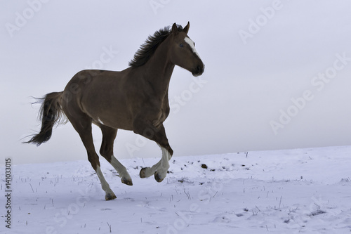 Pferd l  uft im Schnee