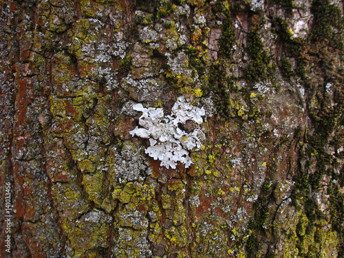 Fototapeta Naklejka Na Ścianę i Meble -  cyan lichen and green moss on willow tree bark
