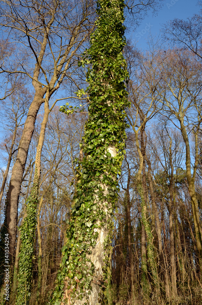 Obraz premium baumkiller