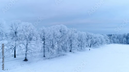 Wallpaper Mural 13144_Tall_trees_covered_with_thick_snow.mov Torontodigital.ca