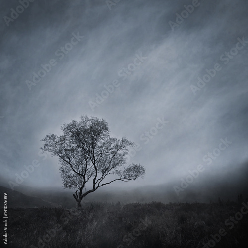 Fototapeta Lone tree in a bleak, misty landscape captured using long exposure, bokeh and other effects with some areas blurred to create a surreal and dreamlike effect