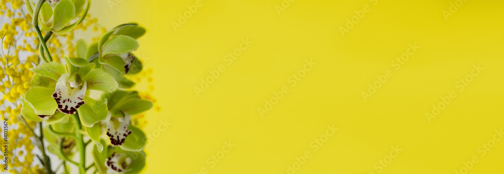 Obraz premium Orchid and mimosa