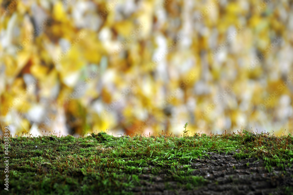 Green moss on tree close up. Autumn yellow leaves on blurred background. Green moss on tree close up. Autumn yellow leaves on blurred background.