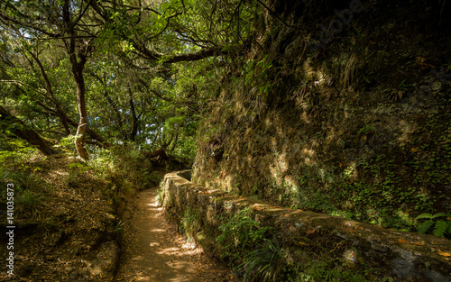 Rain forest trail at levada, Madeira, portugal