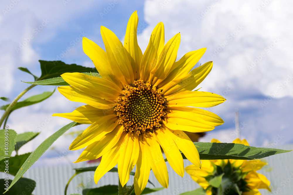 Bright big yellow sunflower flower growing in the garden against a blue summer sky with clouds Bright big yellow sunflower flower growing in the garden against a blue summer sky with clouds
