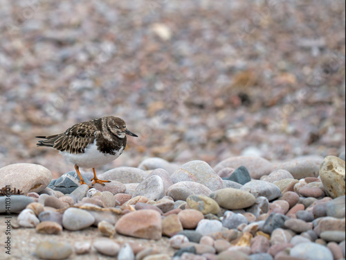 Ruddy turnstone in non breeding plumage. Sidmouth beach, Devon, England.