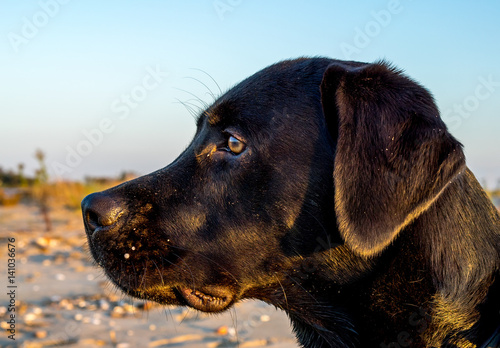 Black Labrador Close-up Head photo