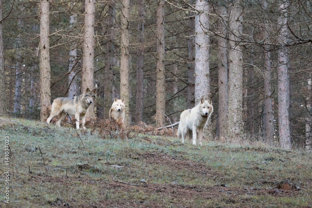 Fototapeta premium American Wolfdog