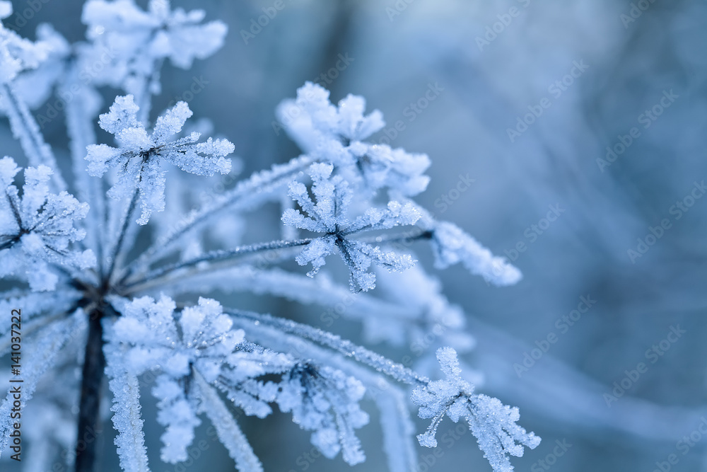 Frozen flower, shallow focus. Winter Background Frozen flower, shallow focus. Winter Background
