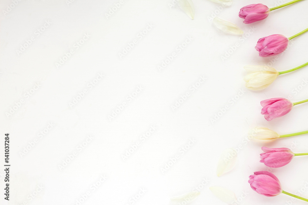 Spring flowers. Frame with white and lilac tulip on white background. Flat lay, top view