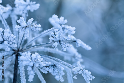 Frozen flower, shallow focus. Winter Background