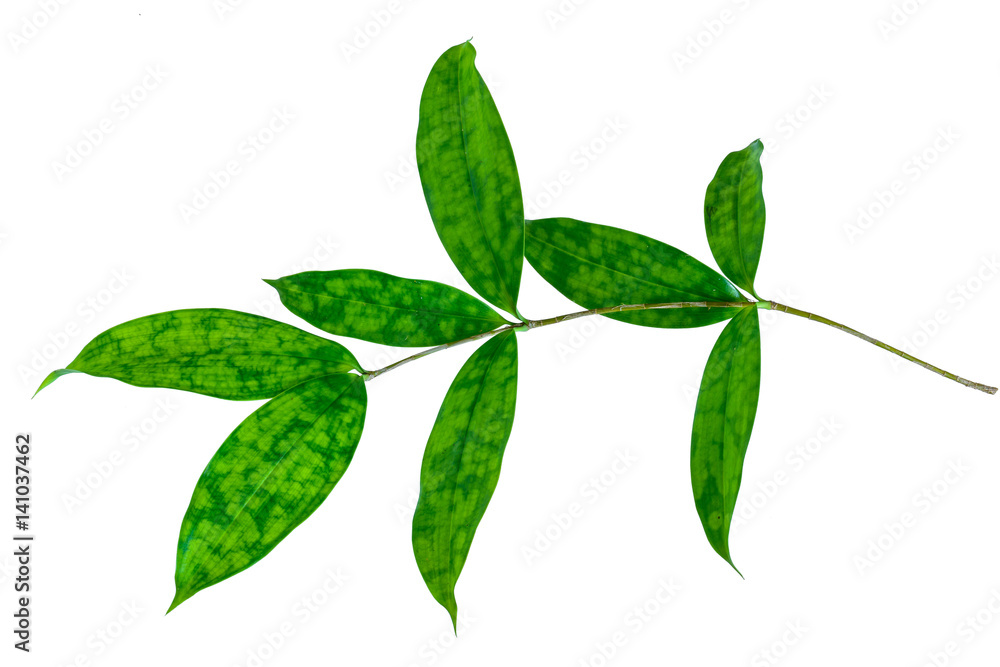 green leaf isolate