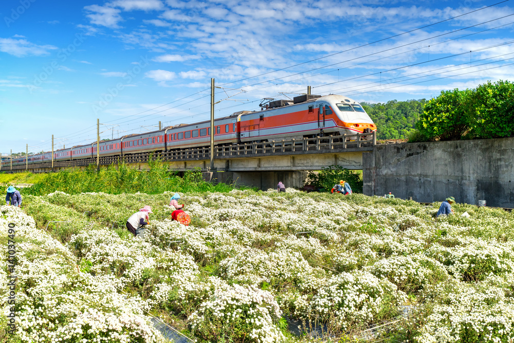 train passing through chrysanthemum field in tungluo, miaoli