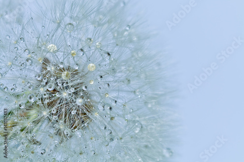 Closeup of dandelion flower with water drops