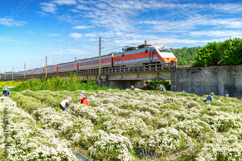 Obraz na płótnie train passing through chrysanthemum field in tungluo, miaoli w salonie
