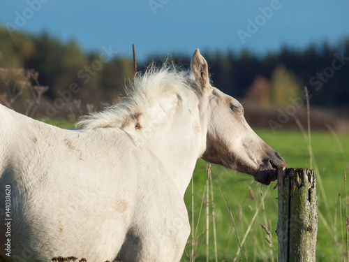 Gnawing cream welsh pony filly. freedom