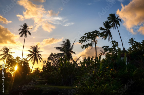 Palm tree at sunset in Moorea island