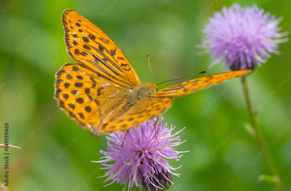 brown butterfly on purple flower, closeup shot brown butterfly on purple flower, closeup shot