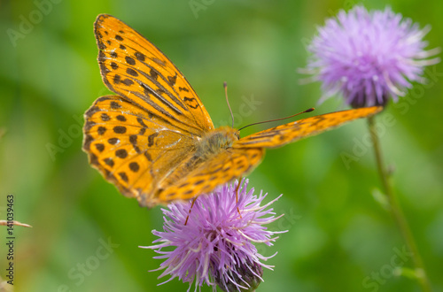 brown butterfly on purple flower, closeup shot © MasterSergeant