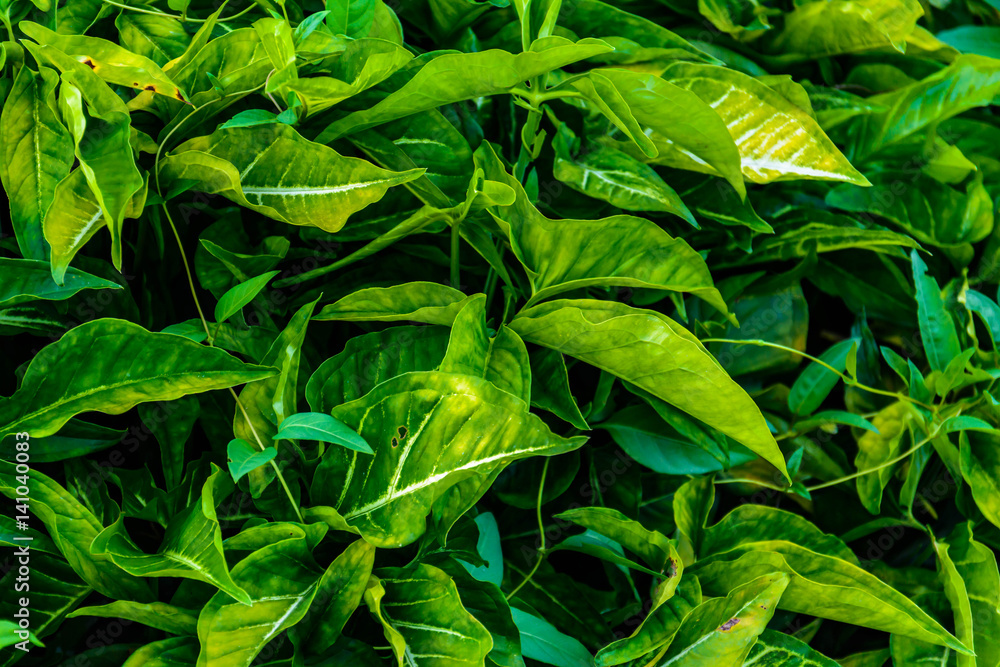 Fototapeta premium Green trees and leaf greenery