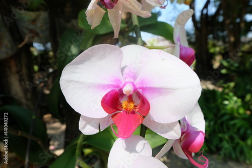 Close-up of a white phalaenopsis orchid flower with soft-focus in background