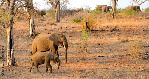Photography A mother and baby elephant walking with a herd of elephants