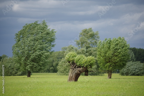 Rheinwiese bei Zons  photo