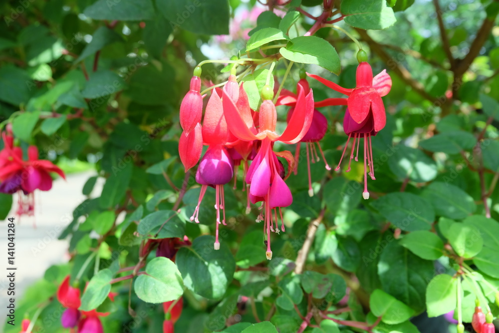Close-up of red and purple Fuchsia Flowers in the garden