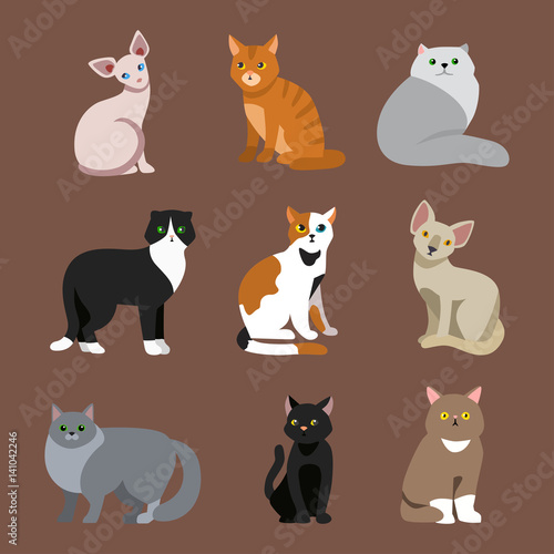 Cat breed cute pet portrait fluffy young adorable cartoon animal and pretty f...