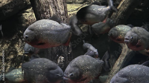 Fish Black paku or Paku dark, Amazonian broad, Colossoma large. 4K