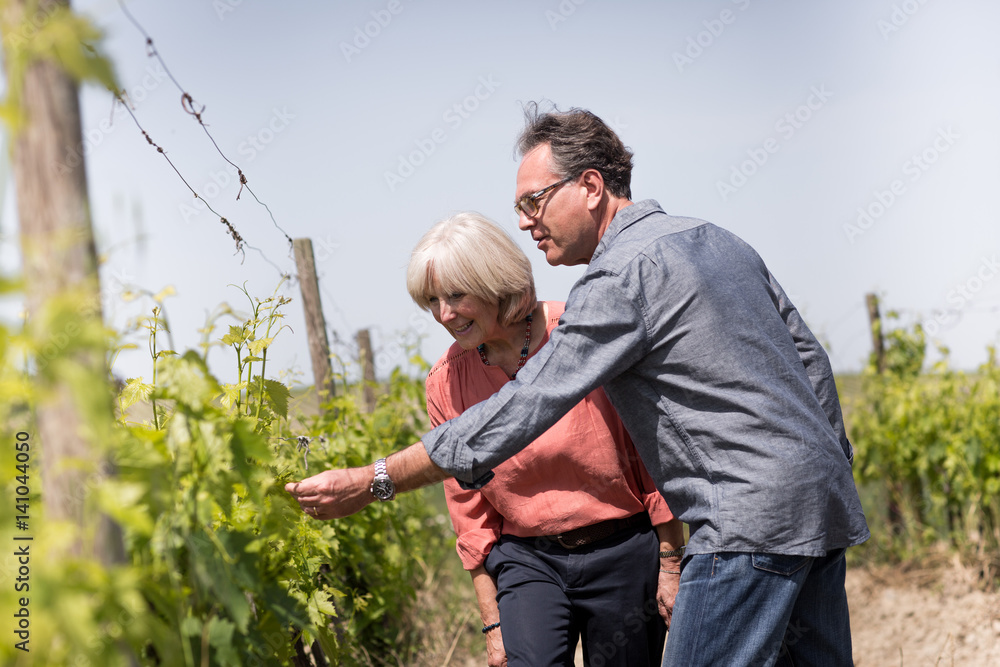 Senior couple looking at grapes at a vineyard Senior couple looking at grapes at a vineyard