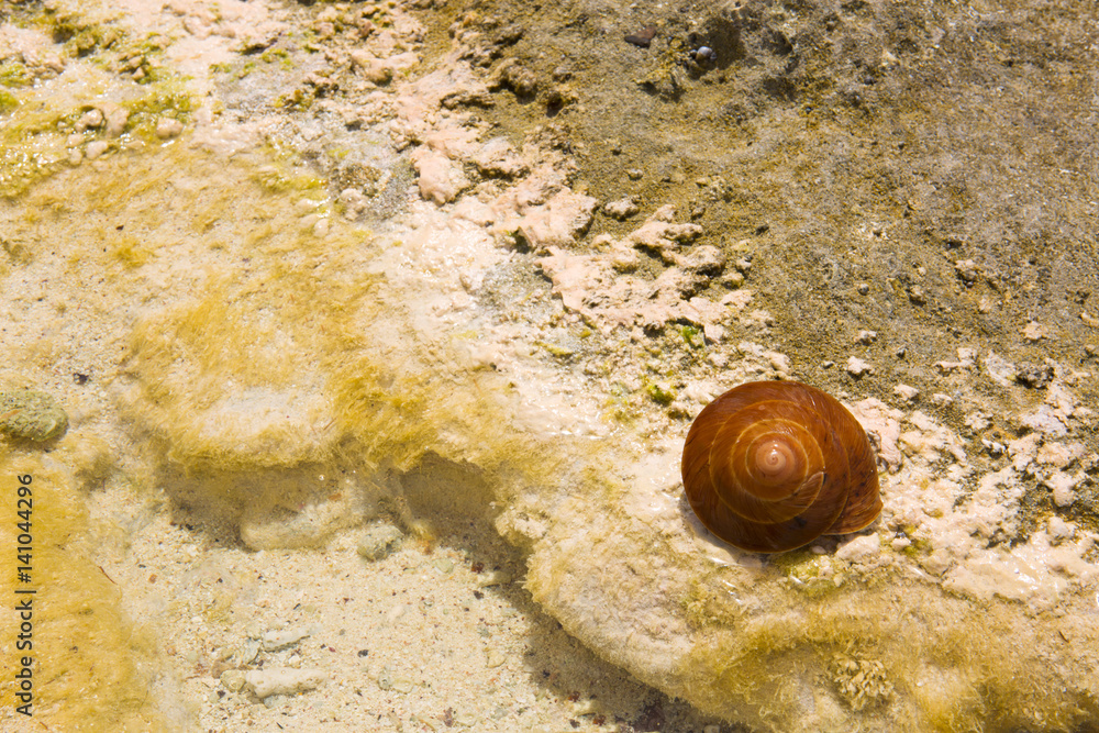 Brown big snail on sand.