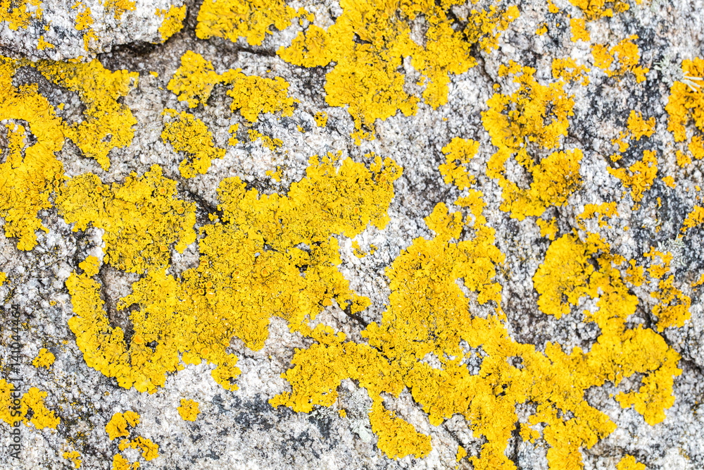 yellow lichen or moss set on gray granite rock yellow lichen or moss set on gray granite rock