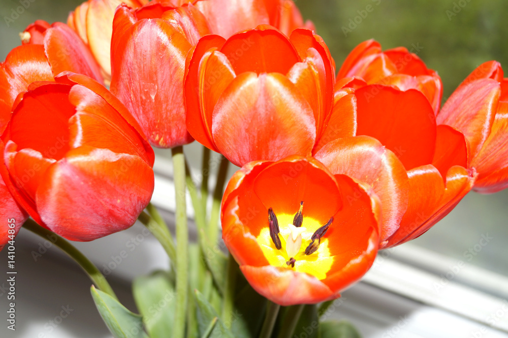 Fototapeta premium spring flower