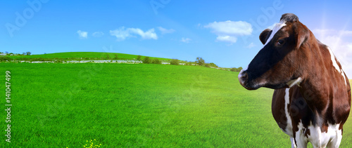 Mucca da latte senza corna su uno sfondo con una collina verde e un cielo azzurro con delle nuvole photo