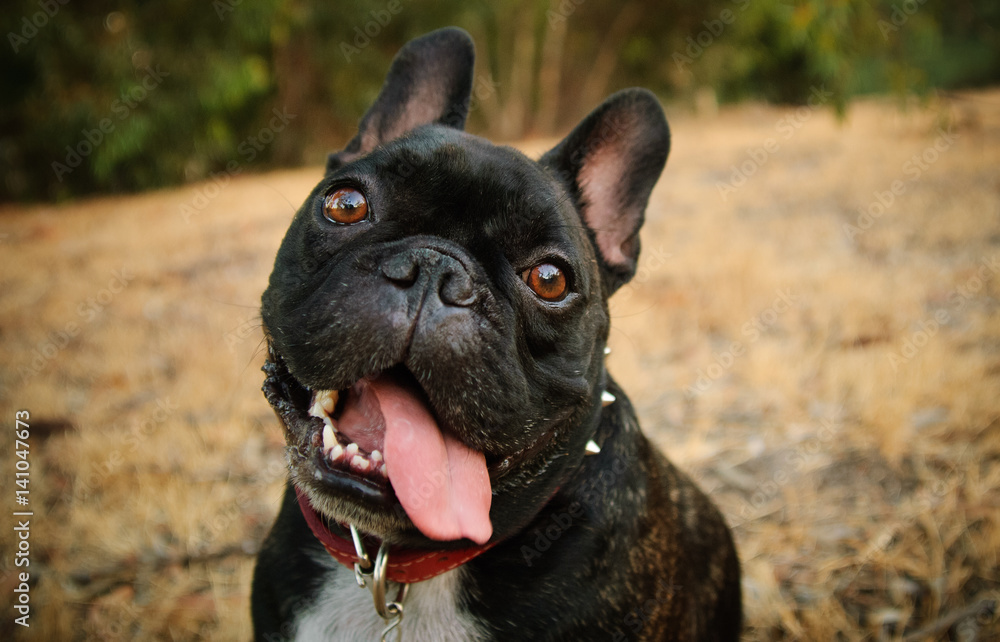 French Bulldog close up of face