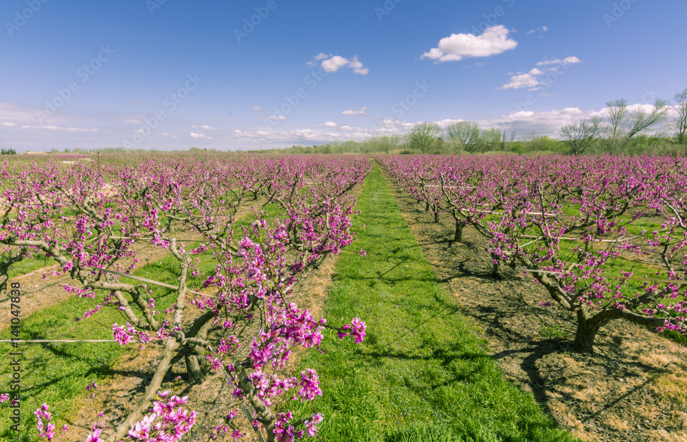 Blossoming peach tree in spring