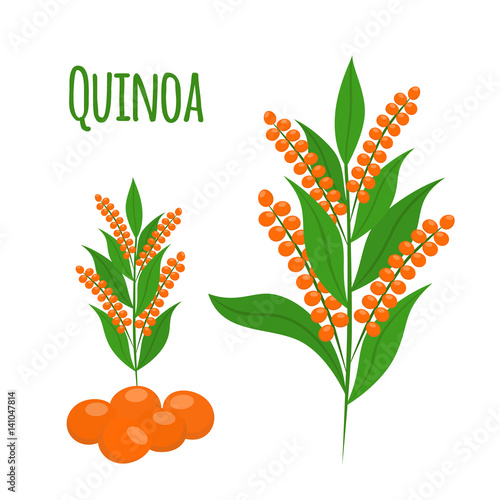 Quinoa set. Seeds, healthy quinoa vegetarian food. Cartoon flat style.