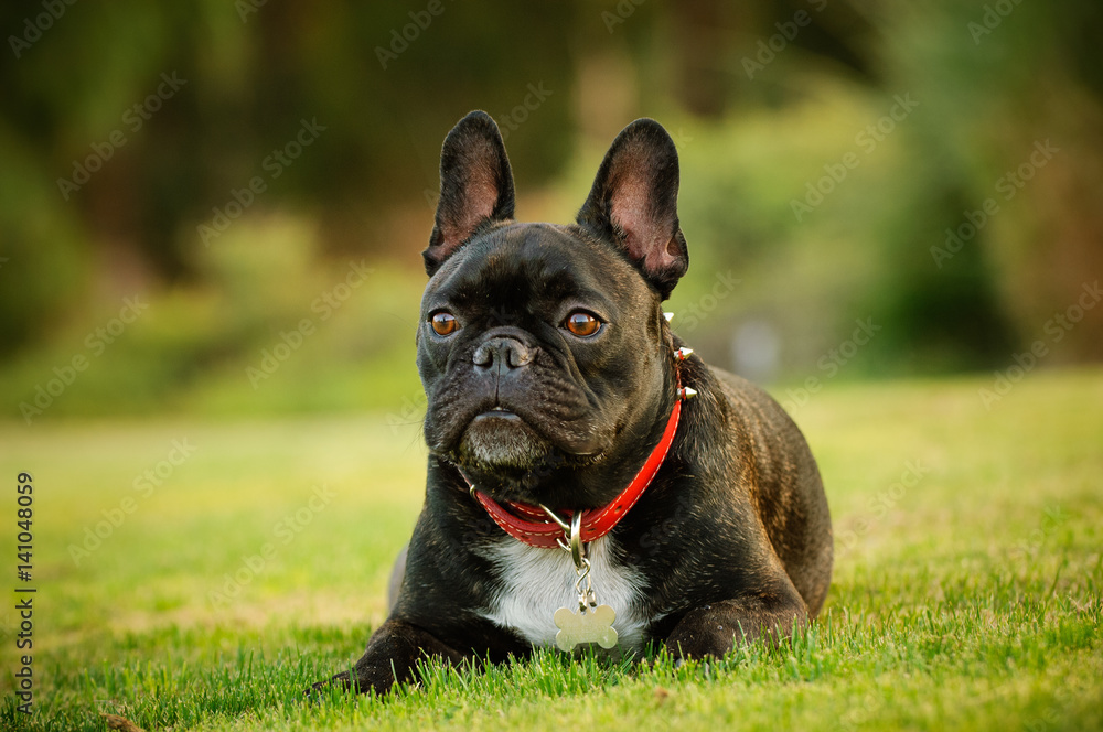 French Bulldog lying on grass yard