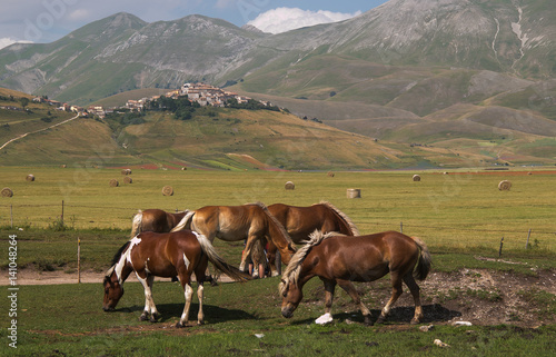 Cavalli selvaggi nei pressi di Castelluccio di Norcia