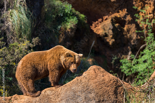 Brown bear (Ursus arctos) in Cabarceno Natural Park. Spain.