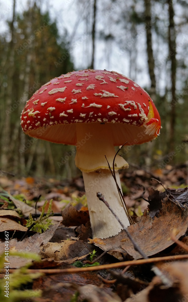 amanita muscaria mushroom amanita muscaria mushroom