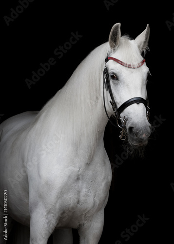 Portrait of a white horse on a black background isolated