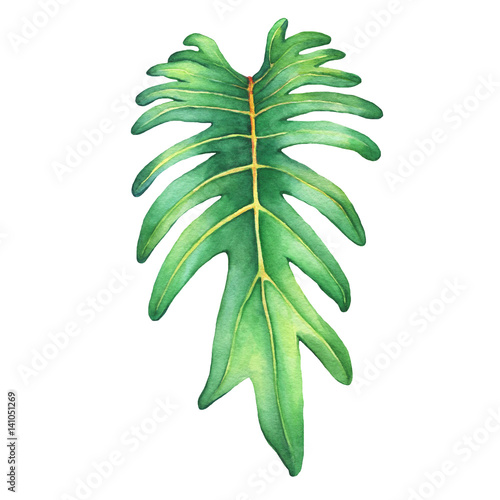 Tropical green leaf of philodendron Xanadu plant. Hand drawn watercolor painting. photo