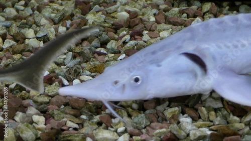 Two Russian sturgeon (Acipenser gueldenstaedtii) swims over the stony bottom
 photo