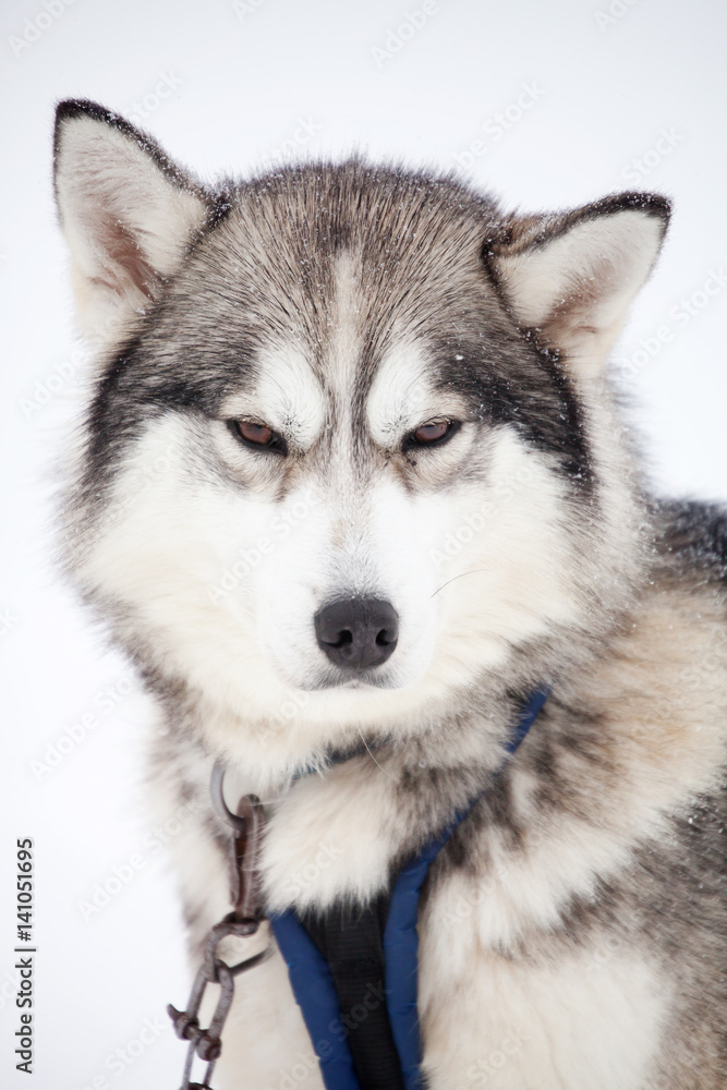 Huskies Huskies