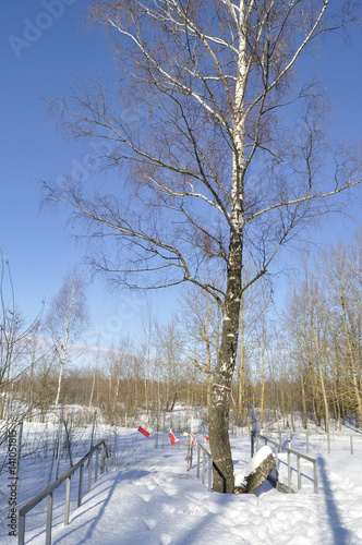 Memorial birch tree to 2010 Polish Air Force Tu-154 crash at tragedy site in Smolensk photo