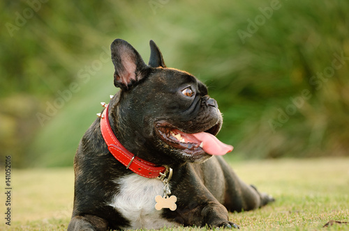 French Bulldog wearing red collar lying on green grass lawn Fototapet